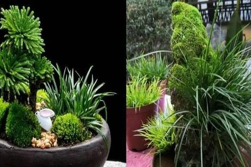'Lên đời' từ cỏ dại, 5 cây cảnh cực lạ hút hồn đại gia