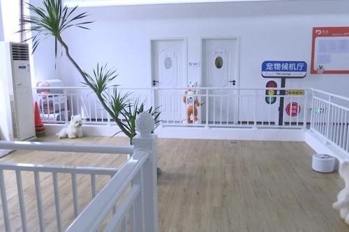 Khai trương phòng chờ máy bay đầu tiên cho thú cưng tại Thâm Quyến, Trung Quốc