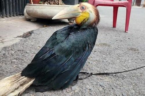 Bắt được chim quý hiếm thuộc họ hồng hoàng