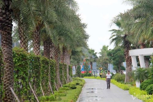 Quảng Ninh: Rà soát các dự án cây xanh liên quan đến Công ty Công Minh