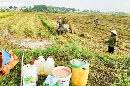 Nông dân Nghệ An 'biến' rơm rạ thành phân hữu cơ, xây dựng cánh đồng không khói