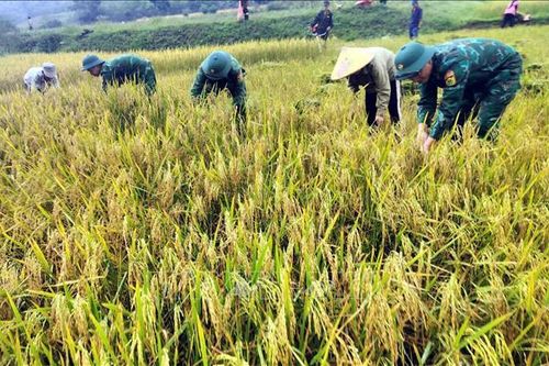 Thắm thiết tình quân dân trên những cánh đồng lúa Rục Làn