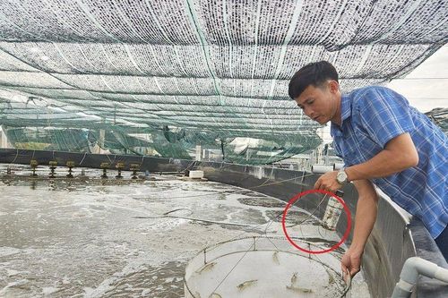 Anh nông dân cứ 3 tháng bỏ túi 4 tỷ đồng nhờ nuôi con vật 'hiền lành mê nước'