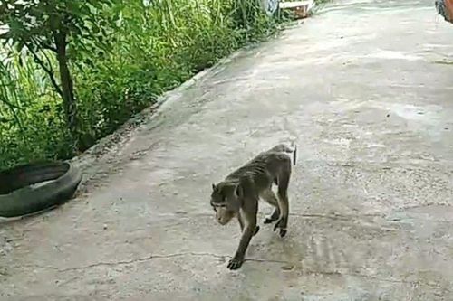 Khỉ vào nhà dân, tấn công một người bị thương ở Nghệ An