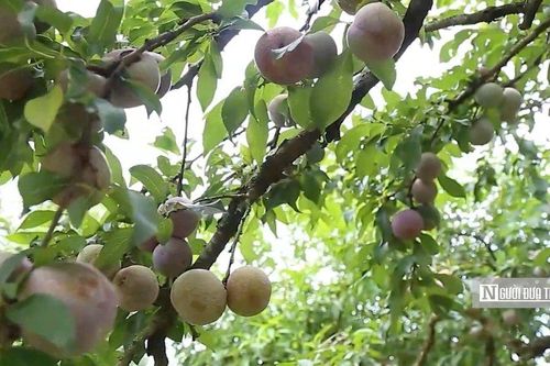 Mộc Châu - Thung lũng mận Nà Ka: Hội tụ vẻ đẹp mùa thu hoạch