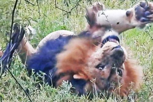 Clip: Vua sư tử, thành viên của clan đáng sợ nhất châu Phi cũng phải 'chào thua' trước sinh vật tý hon
