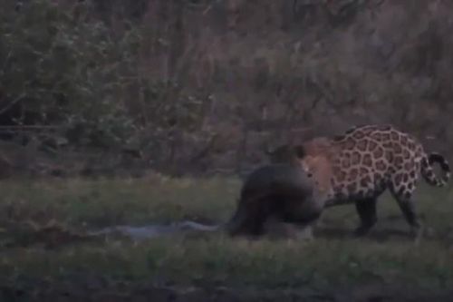 Clip: Báo đốm dùng hết sức lực chiến đấu với 'quái vật Nam Mỹ' Anaconda dài 6m