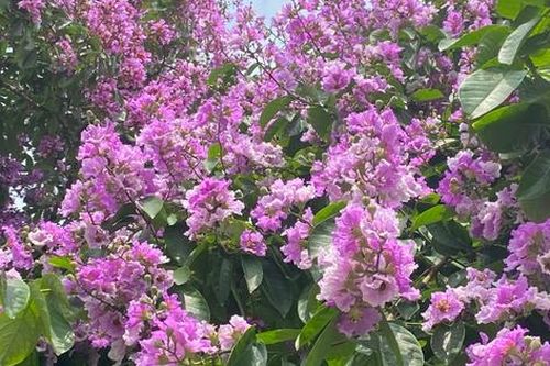 Hà Nội thêm một mùa hoa gây thương nhớ: Bằng Lăng