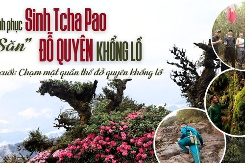 Kỳ cuối: Chạm mặt quần thể đỗ quyên khổng lồ