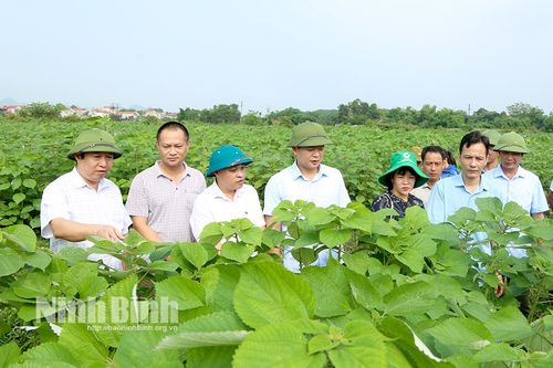 Hội thảo đầu bờ về liên kết sản xuất cây gai xanh AP1 tại huyện Nho Quan