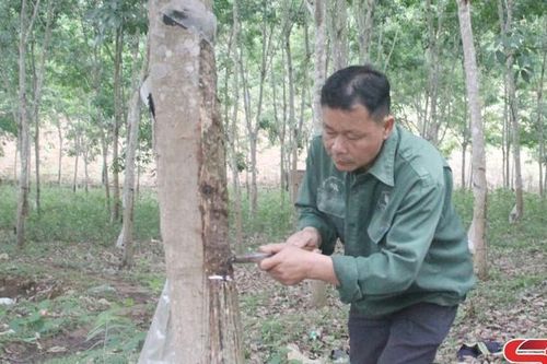 Vào vụ khai thác mủ cao su