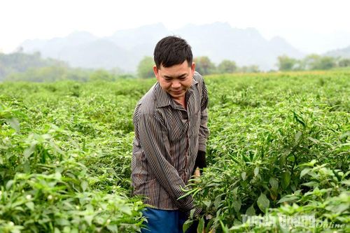 Chiêm Hóa phát triển vùng sản xuất rau an toàn