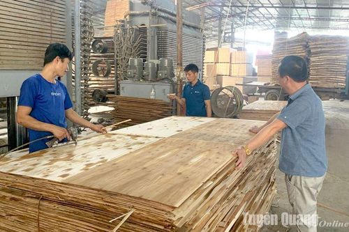 Động lực cho người làm rừng và doanh nghiệp ngành gỗ