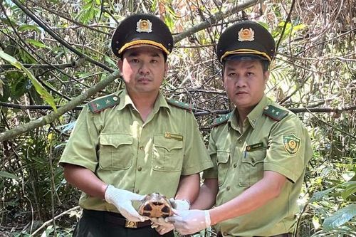 Nhiều cá thể động vật rừng được thả về tự nhiên