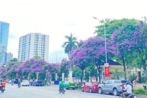 Các tuyến phố Hà Nội 'nở hoa' rực rỡ dưới nắng hè