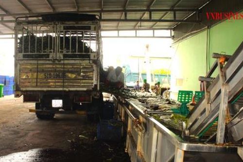 'Nút thắt' nguyên liệu thêm tắc nghẽn từ những quy định trái khoáy