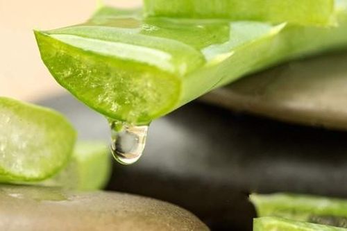Các công dụng làm đẹp của nha đam