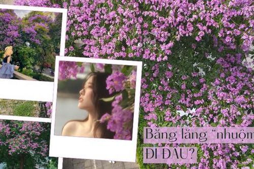 Mùa bằng lăng 'nhuộm tím' Hà Nội, đi đâu và bí kíp bắt góc chụp ảnh xinh?