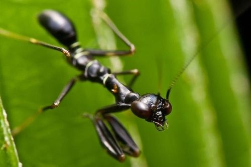 Sinh vật nửa kiến nửa bọ ngựa độc đáo có ở Việt Nam