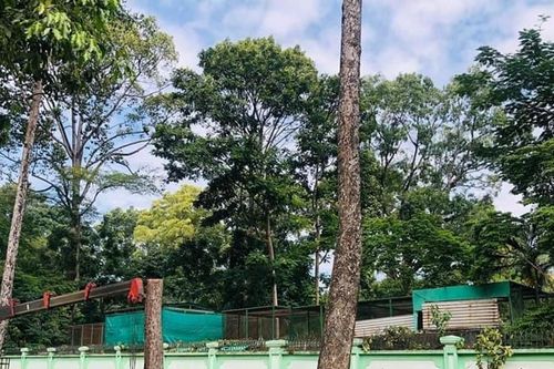 Tính toán kỹ khi đốn hạ cây xanh để làm giao thông