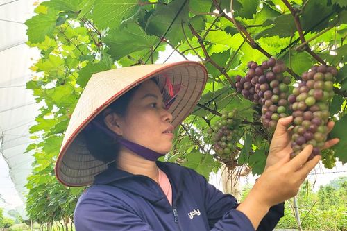 Ngắm vườn nho trĩu quả sắp vào vụ 'hút' khách tham quan