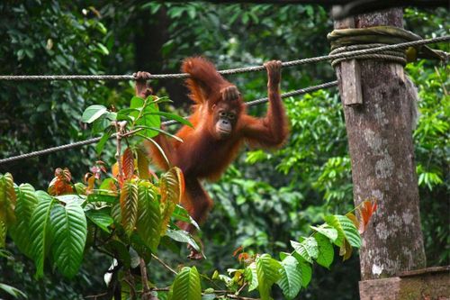 Đười ươi mở tủ lạnh lấy nước khi Malaysia quá nóng