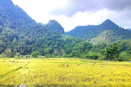 Quảng Bình: Mùa vui trên cánh đồng Rục Làn