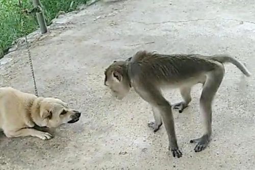 Khỉ hoang tấn công người