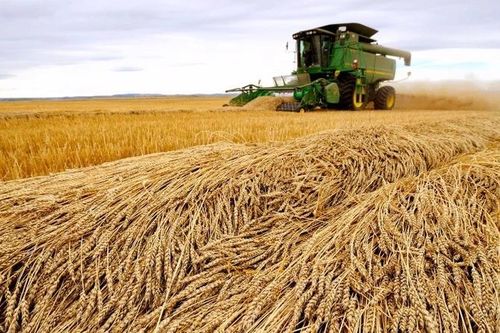 Giá lúa mì xuất khẩu của Nga tiếp tục tăng do sương giá trái mùa