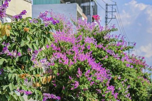 Hoa bằng lăng khoe sắc 'nhuộm tím' phố Đà Nẵng