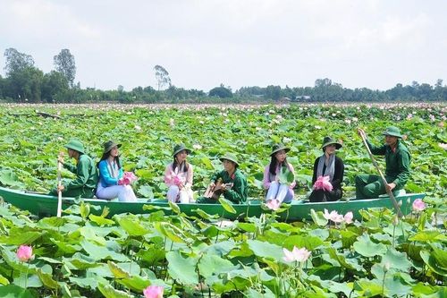 Check-in những đồng sen tuyệt đẹp ở Tháp Mười
