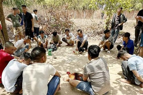 Bắt giữ nhóm thanh niên đá gà ăn tiền trong vườn tràm