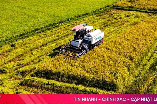 Cấp tập thu hoạch lúa xuân 'né' thời tiết bất lợi