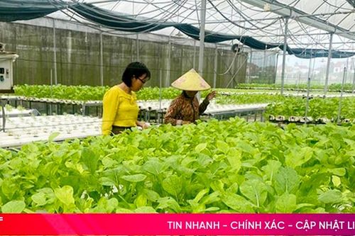 Hà Tĩnh chú trọng phát triển diện tích sản xuất rau tập trung, rau an toàn