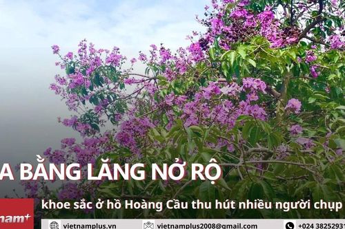 Vì sao dàn hoa bằng lăng hồ Hoàng Cầu trở nên 'hot' với các bạn trẻ Hà Nội?