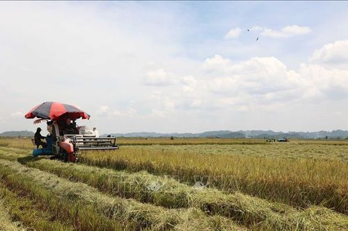 Tìm giải pháp tăng giá trị lúa gạo
