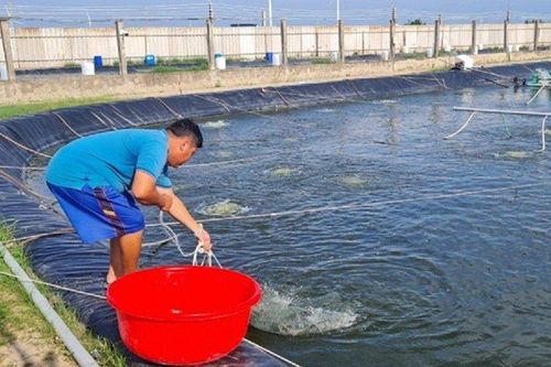 Anh nông dân nhẹ nhàng bỏ túi 90 tỷ nhờ nuôi con 'hiền lành như đất'