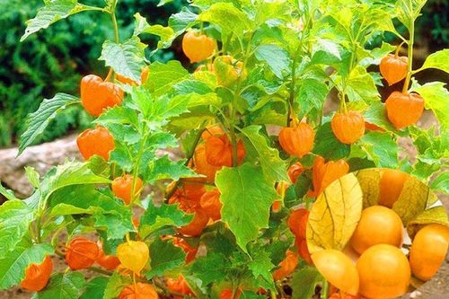 Loại quả là 'hàng hiếm' trên thế giới, ở Việt Nam trồng bạt ngàn