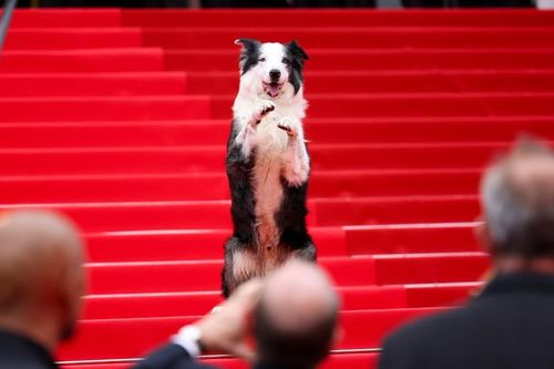 Messi xuất hiện tại thảm đỏ Liên hoan phim Cannes, chiếm trọn spotlight vì quá đáng yêu