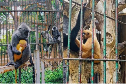 Voọc con vàng chóe khác màu lông bố mẹ gây xôn xao Thảo Cầm Viên Sài Gòn