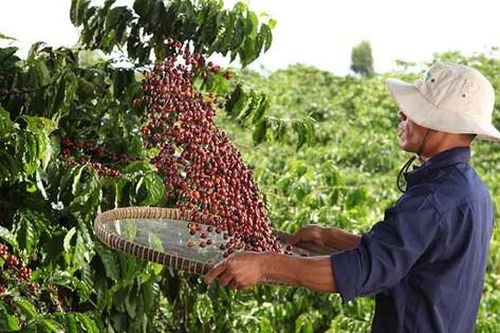 Nestlé tăng cường áp dụng nông nghiệp tái sinh, giảm phát thải khí nhà kính