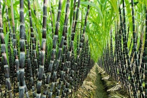 Vị ngọt của ngành mía đường Việt Nam