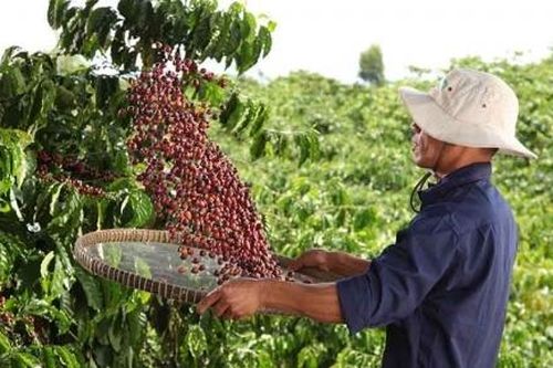 Áp dụng nông nghiệp tái sinh: Tăng năng suất và giảm phát thải khí nhà kính