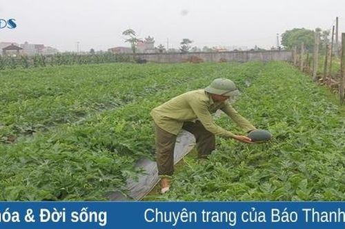 Nỗ lực khẳng định thương hiệu cho cây dưa xứ Thanh
