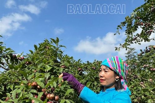 Mận chín sớm ngọt 'mềm môi' trên cao nguyên Bắc Hà