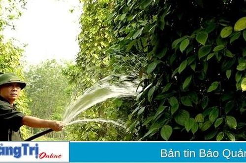 Cựu chiến binh Hoàng Minh Hảo vượt khó làm giàu trên vùng gò đồi