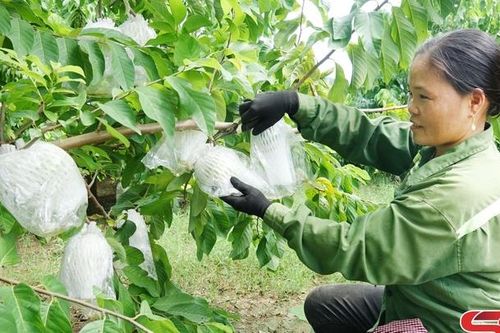 Chính sách hỗ trợ, động lực phát triển nông nghiệp
