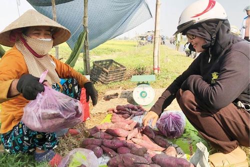 Ngọt bùi khoai lang xứ cát