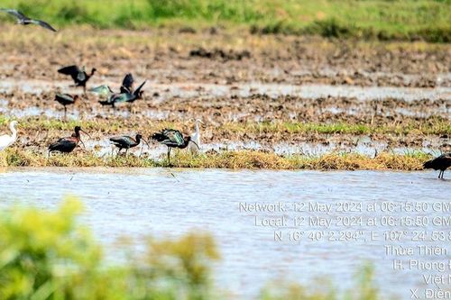 Lần đầu ghi nhận loài chim Quắm đen tại vùng đầm phá Tam Giang - Cầu Hai