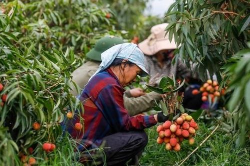 Vải thiều Bắc Giang có chất lượng cao nhất từ trước tới nay